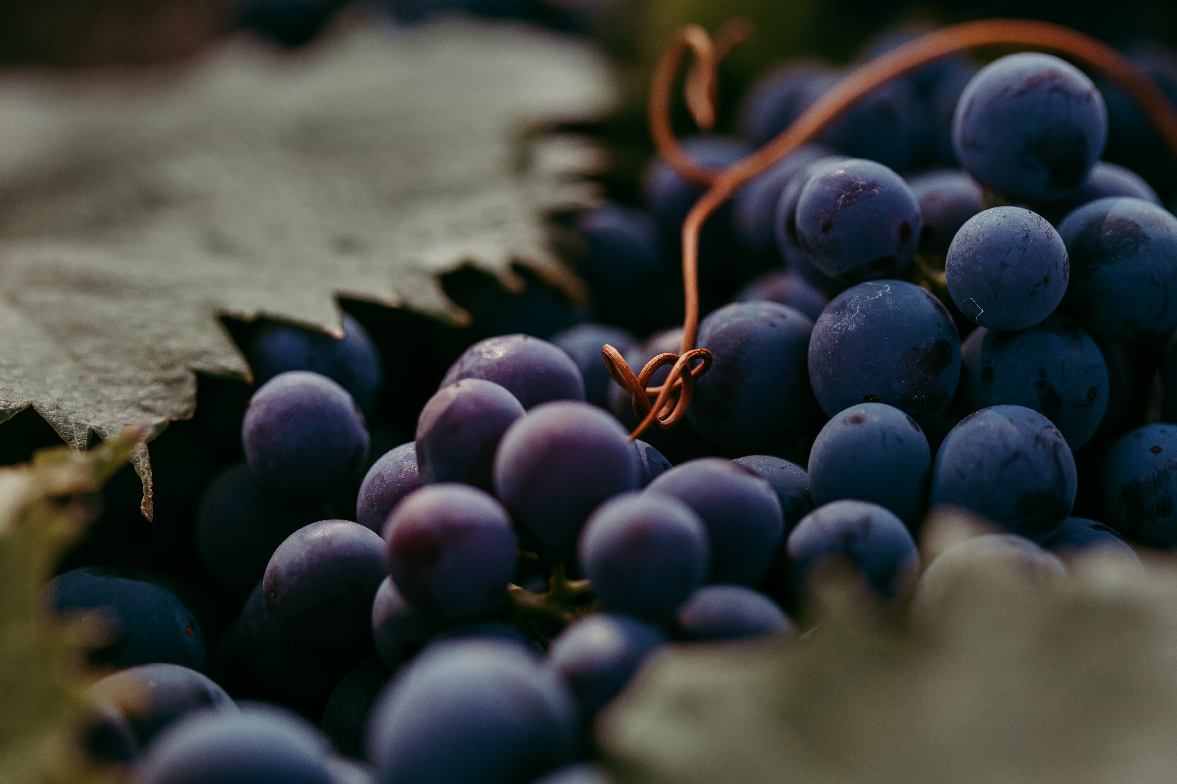 Red grapes and vine leaves background image