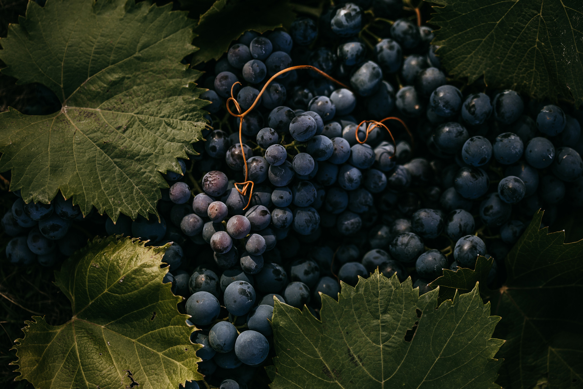 Cabernet grapes and vine leaves decorative image